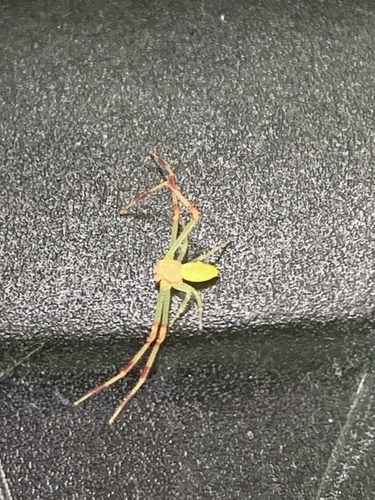 American Green Crab Spider