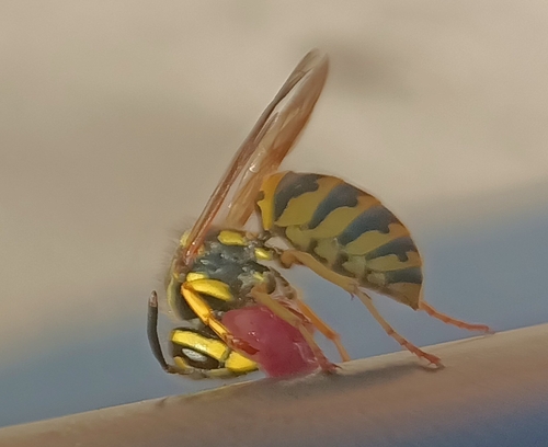 German Yellowjacket