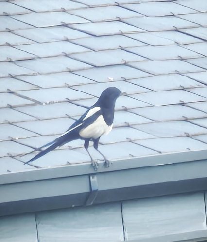 Eurasian Magpie