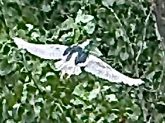 Black-crowned Night Heron