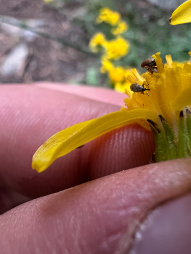 iNaturalist observation photo of Phyllotrox