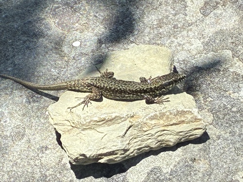 Common Wall Lizard