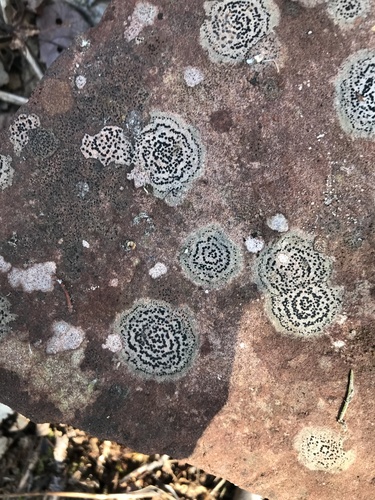 concentric boulder lichen