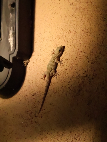 Moorish Gecko