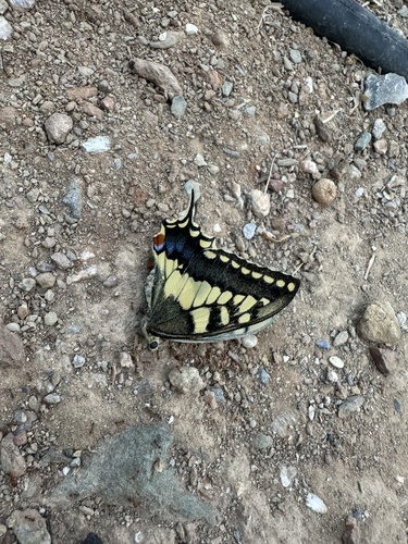 Old World Swallowtail