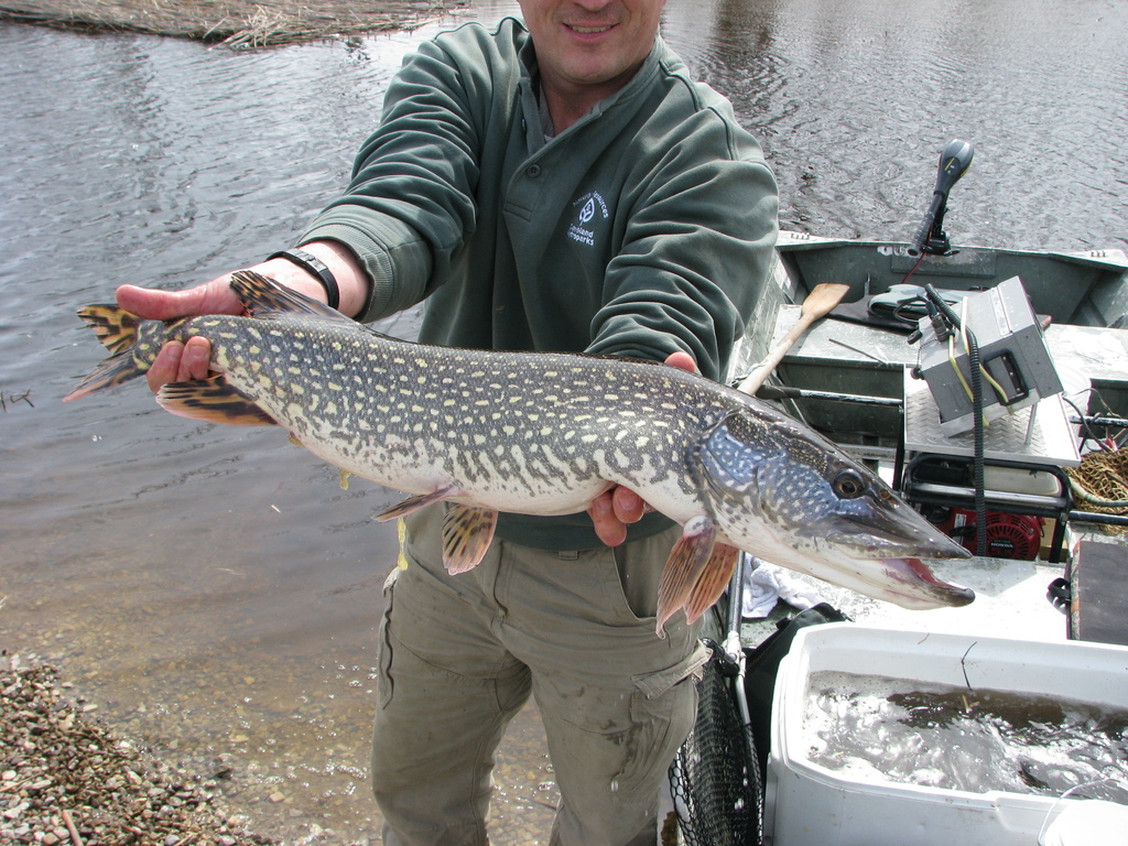 Northern Pike (Esox lucius) · iNaturalist