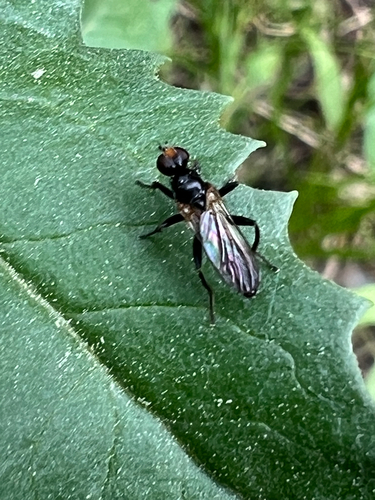 iNaturalist observation photo of Cordilura albicoxa