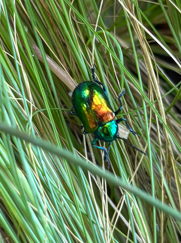 iNaturalist observation photo of Dogbane Leaf Beetle