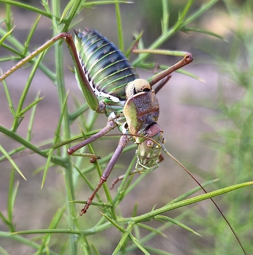 Perez's Saddle Bush-cricket