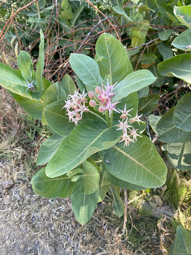 showy milkweed