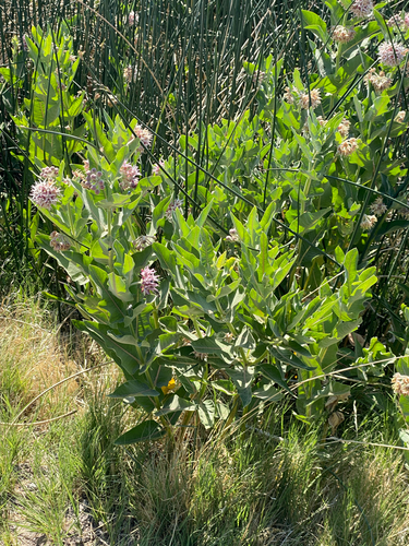showy milkweed