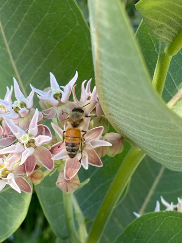Western Honey Bee