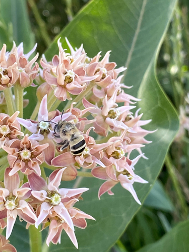 Urbane Digger Bee