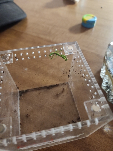 Carolina Mantis