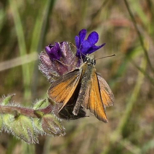 Essex Skipper