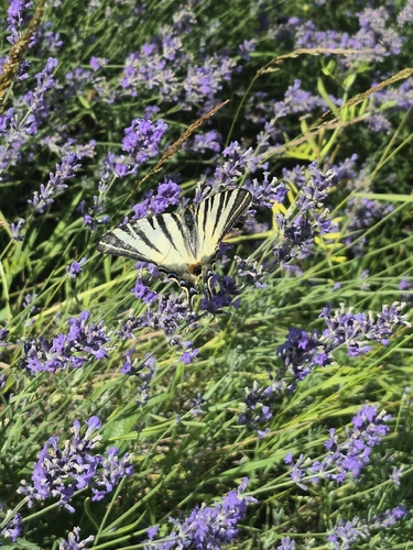 Scarce Swallowtail