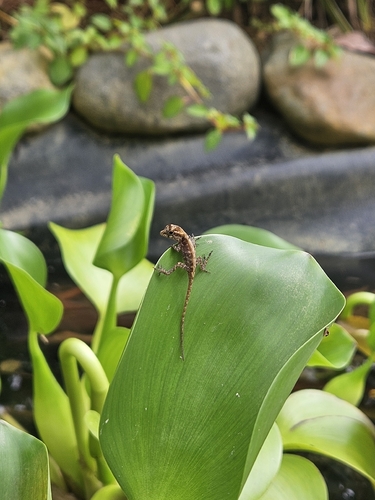 Anoles