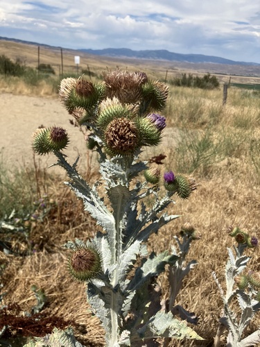 cotton thistle