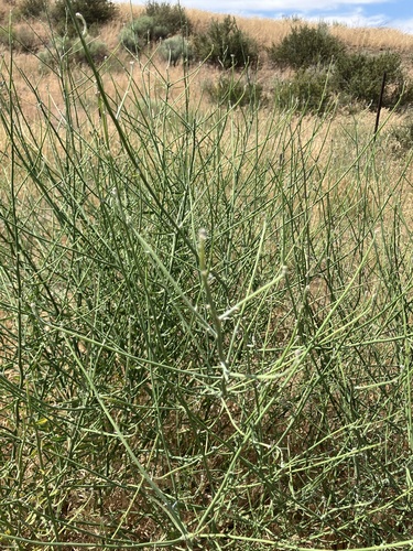 Rush Skeletonweed