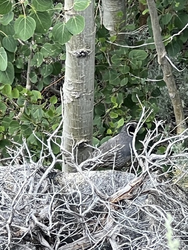 iNaturalist observation photo of California Quail