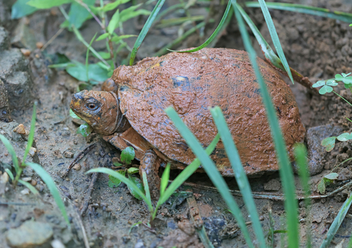Eastern Box Turtle