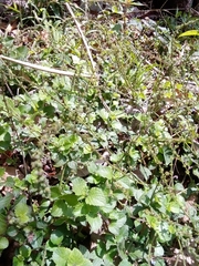 Image of Salvia misella