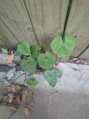 Chinese yam