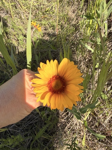 great blanketflower