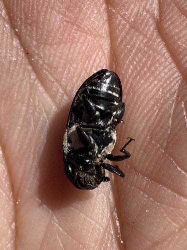 Common Carrion Beetle