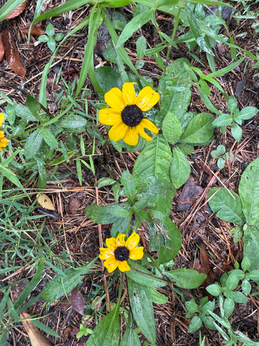 black-eyed Susan