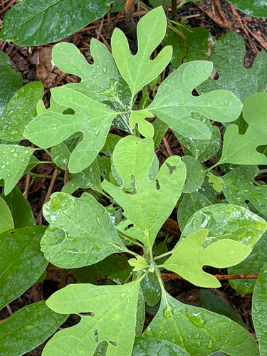 sassafras