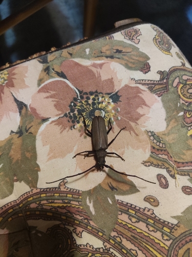 grain support beetle