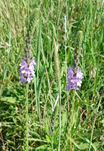 hoary vervain