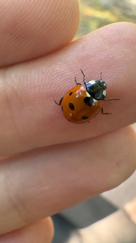 Seven-spotted Lady Beetle