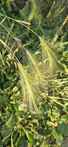Foxtail Barley