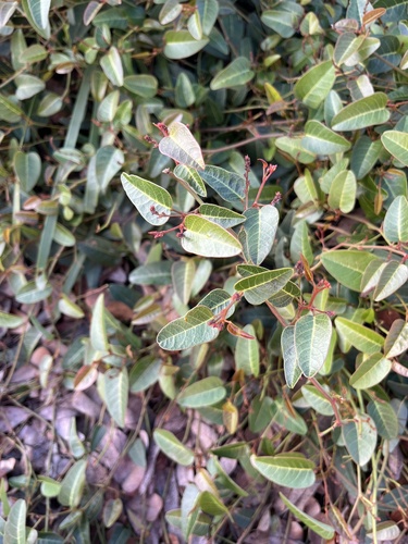 False Sarsaparilla