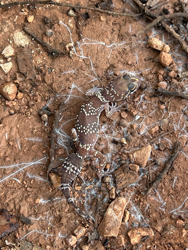 Thick-tailed Barking Gecko