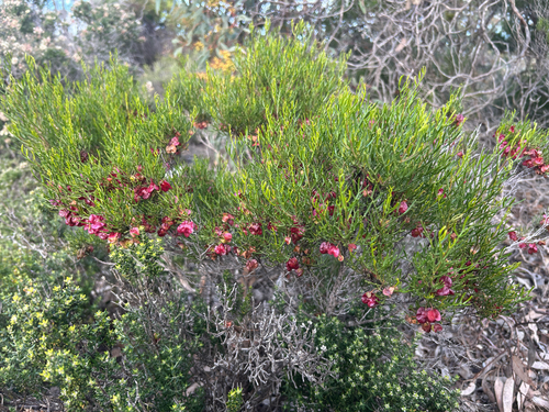 Desert Hop-Bush
