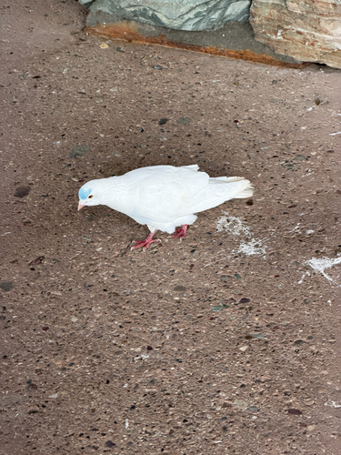 Feral Pigeon