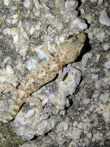 Mediterranean House Gecko