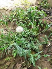 Image of Emilia sonchifolia