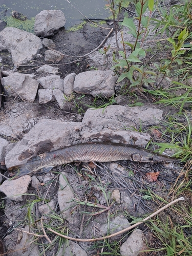 Spotted Gar