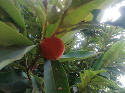Prunus image