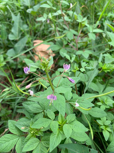 Purple Cleome