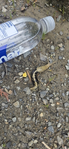 Pacific Banana Slug