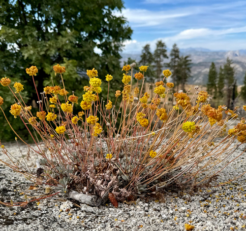 Eriogonum prattenianum var. avium