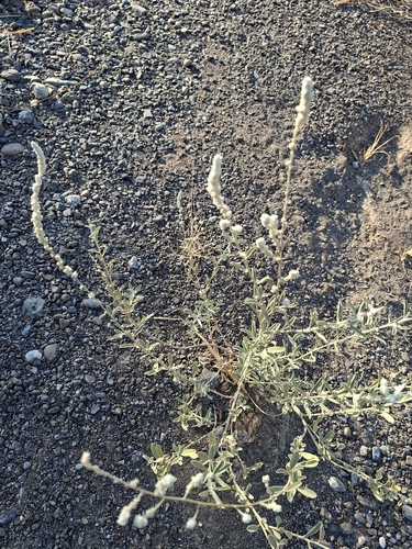 kapok bush