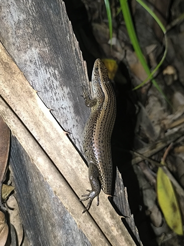 Common Sun Skink