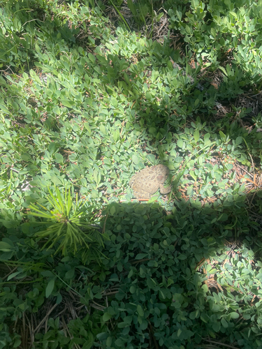 iNaturalist observation photo of Yosemite Toad