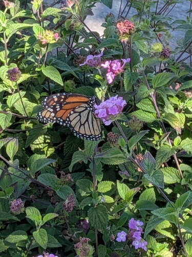 Monarch